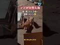 ママを探して鳴き続けた４匹の子猫たち…😢 | ねこせん