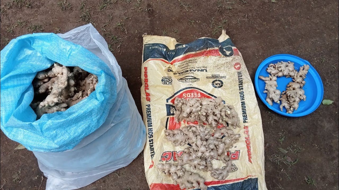 PAPAANO MAG PATUBO NG LUYA BAGO ITANIM? HOW TO PREPARE GINGER BEFORE PLANTING