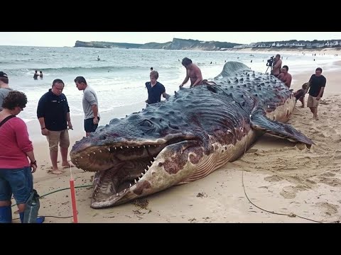 North Carolina Locals Discover Strange Creature On Beach Then Experts Find Something Truly Shocking 
