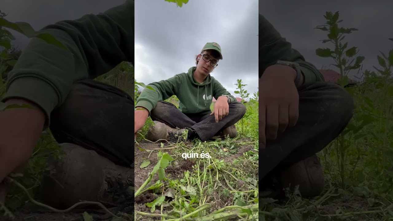 Quin cultiu es?Fent practiques per  Europa dia25#agro#europa #estiktiktokat#farm#tractor #dailyvlogs