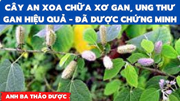 CÂY AN XOA CHỮA XƠ GAN, UNG THƯ GAN HIỆU QUẢ - ĐÃ ĐƯỢC CHỨNG MINH
