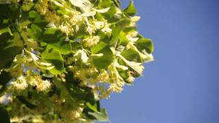 Récolte Du Miel Sur Le Tilleul