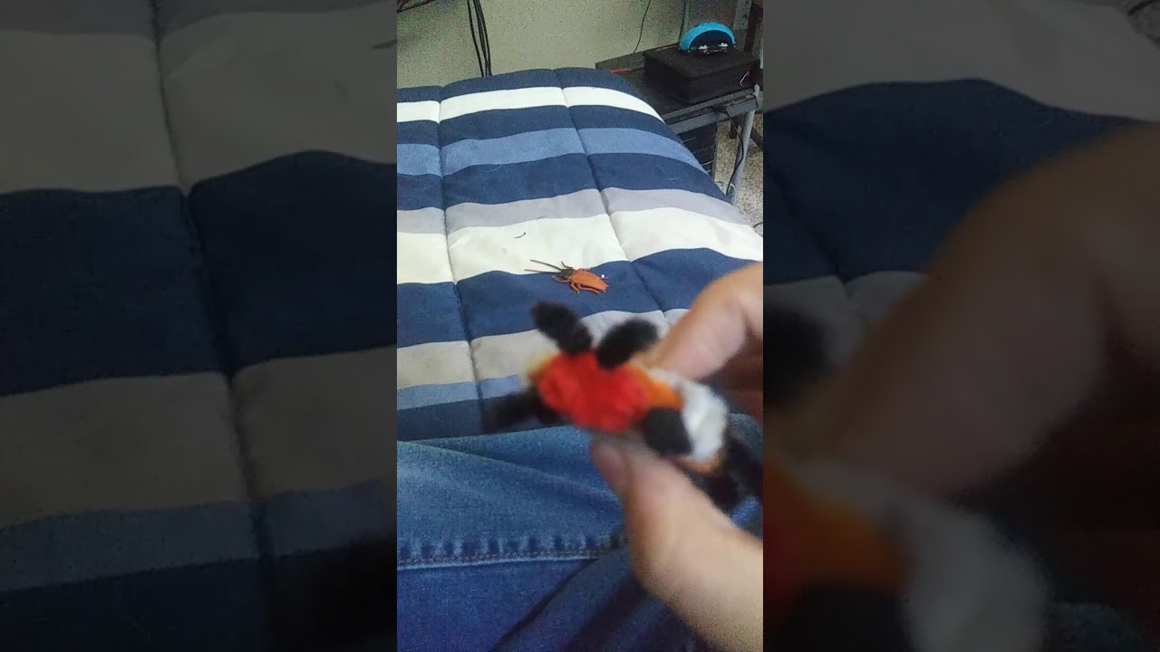 Pipe cleaner Mexican orange spotted ladybug YouTube