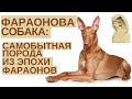 Фараонова собака - необычная порода и верный друг