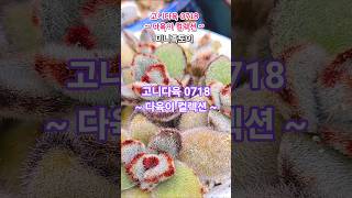 #다육이컬렉션 ~ 250718 | #succulent #succulentcollection #succulentgarden #다육이모음 #다육이