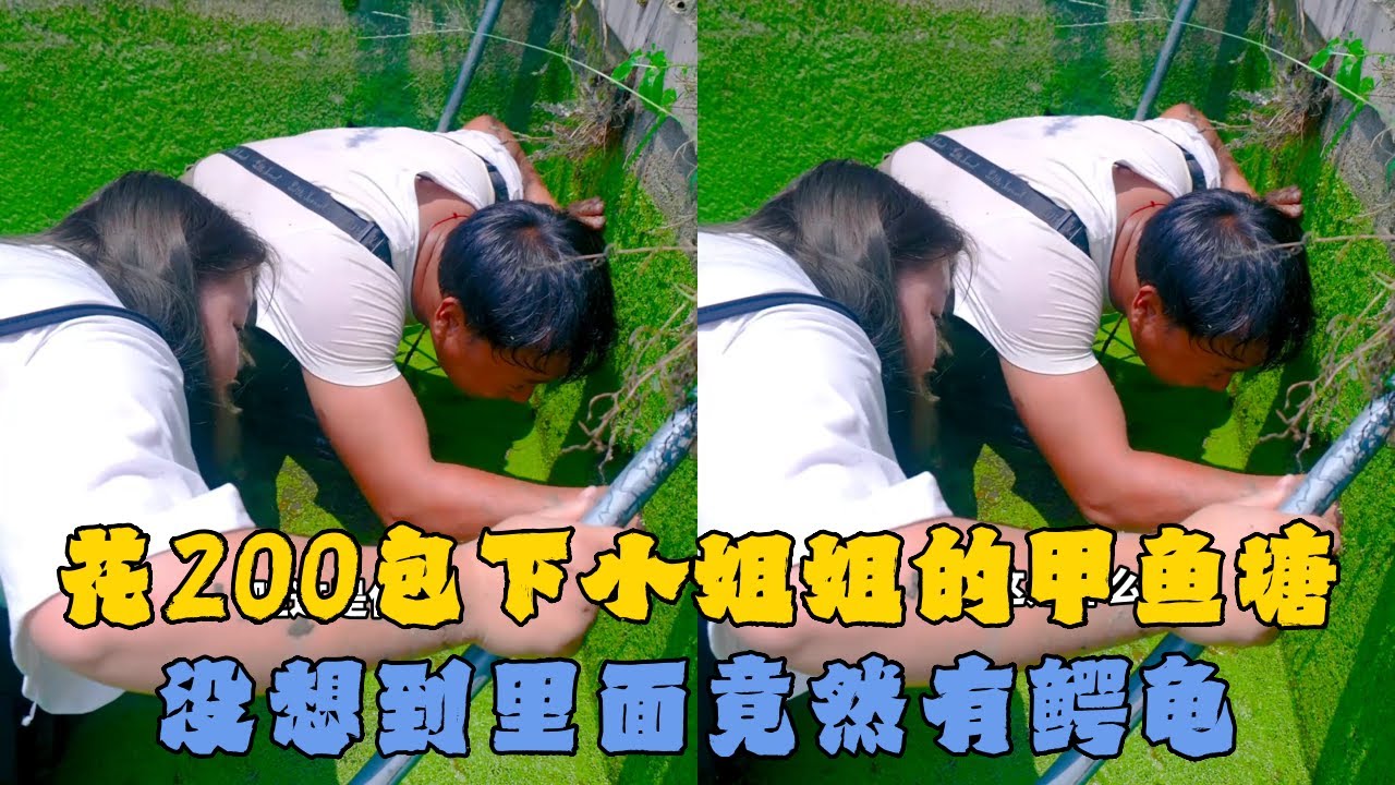 花200元包下小姐姐的甲鱼塘，没想到里面竟然有鳄龟 #户外抓鱼 #户外捕鱼 #大表哥抓鱼 #乡村生活 #农村生活