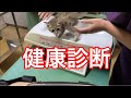 ④健康診断😸保護猫30日目