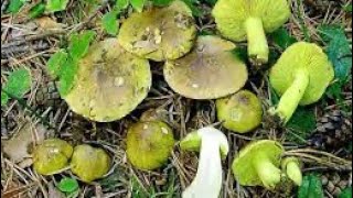 Грибы в лесу - Зеленушка,Рядовка зелёная. Tricholoma Equestre