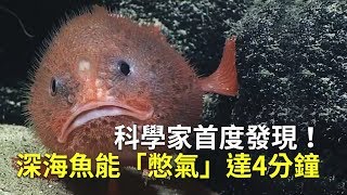 科學家首度發現！深海魚能「憋氣」達4分鐘【大千世界】棺材魚