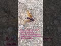 Tanajura? #shortsclip. #shortscraft. #youtube