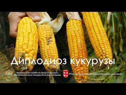 Видео: Как проявляется повреждение кукурузы при кормлении зеленым жуком?