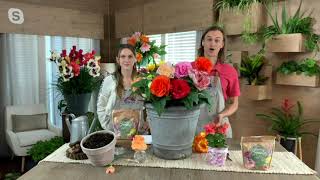 Roberta's 5-Piece Jumbo Begonia Live Bulbs with Fertilizer on QVC