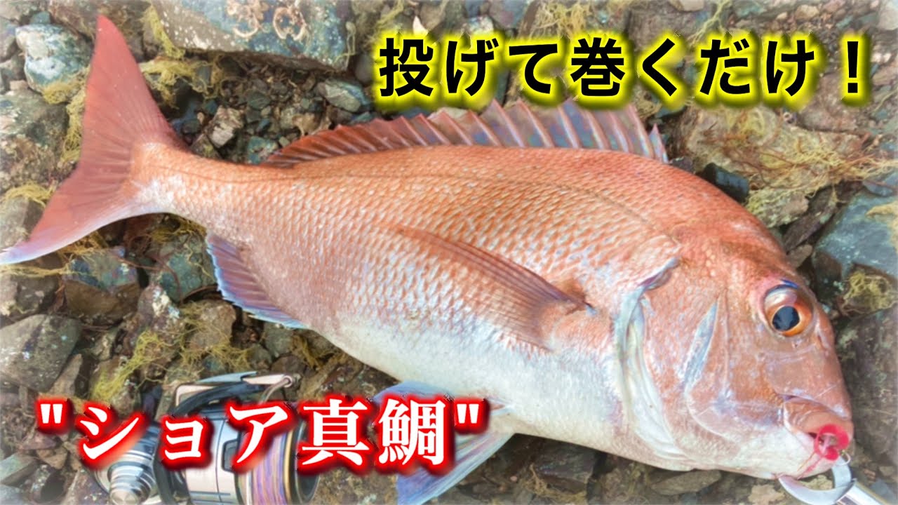 シーズン本番 実は身近な場所でルアーを投げると簡単に釣れるかもしれない 旬の 乗っ込み マダイ釣り Youtube シーズン本番 実は身近な場所でルアーを投げると簡単に釣れるかもしれない 旬の 乗っ込み マダイ釣り Youtube