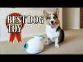 Corgi Learns to use iFETCH Ball Launcher - BEST DOG TOY