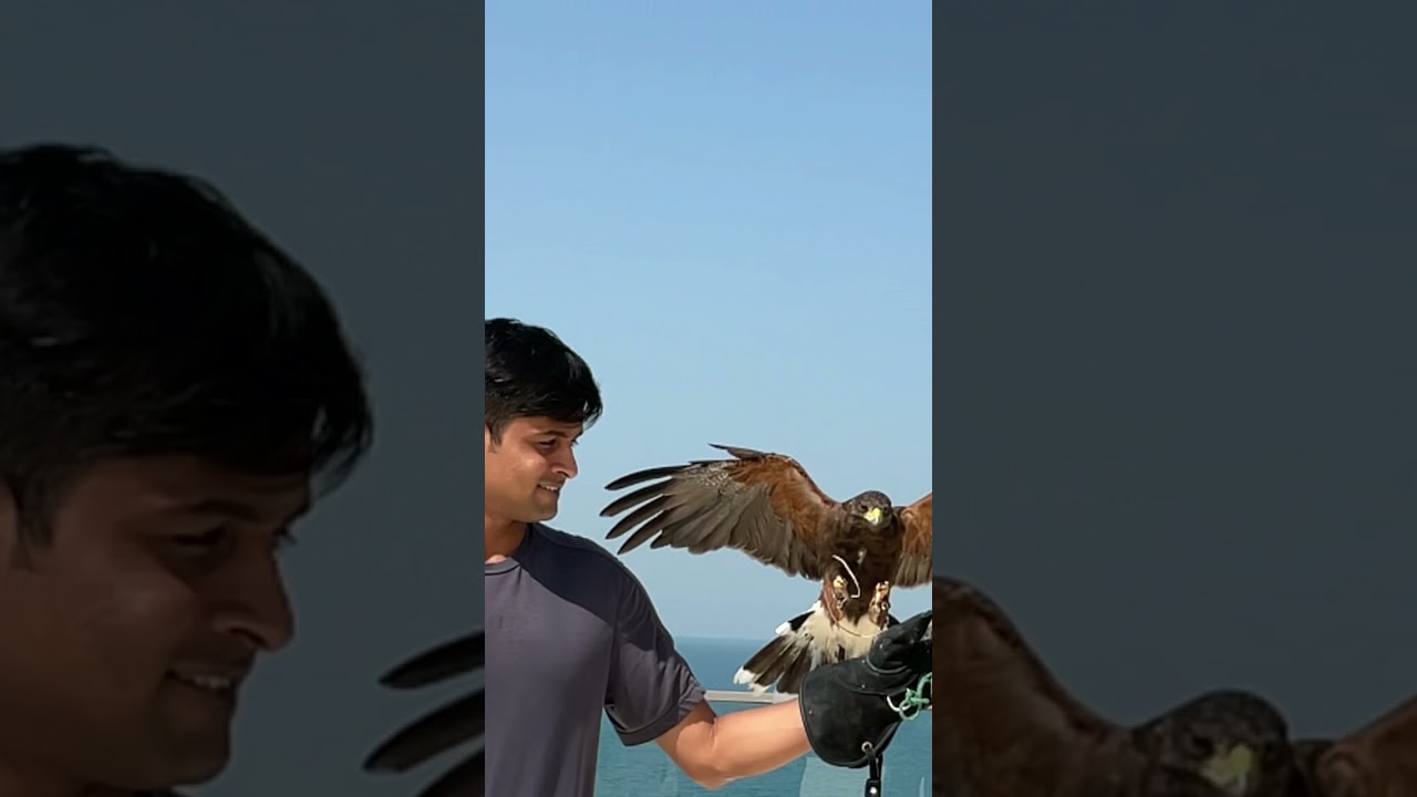 Falconer 
