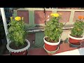 Rooftop Garden #gardening #rooftop gardening