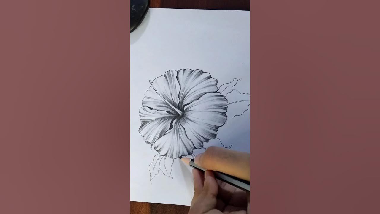 Realistic hibiscus flower drawing shorts drawing youtube