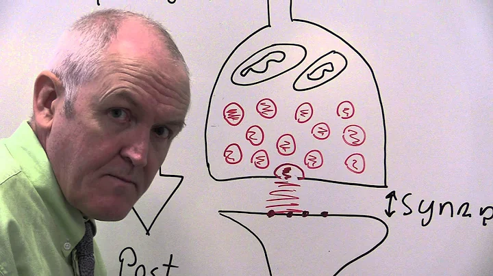 Nervous system 6, Synapse