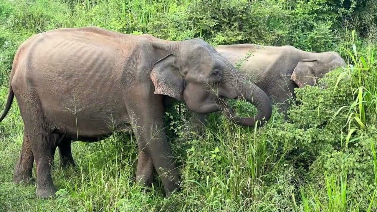 Habarana Eco park safari. National Park, Sri Lanka , jeep safari 