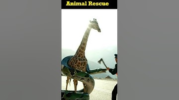 Animal Rescue Giant Python Wrapped Around Giraffe  #dogs #rescue #animals #python