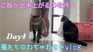 腹ぺこ猫たちのわちゃわちゃvlogDay4