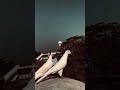 pigeon# gangster# viral# video#👈🥰👑👀