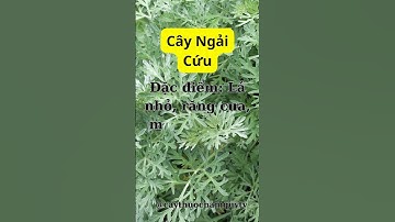 Ngải Cứu Phương Thuốc Dân Gian #NgảiCứu #GiảmĐau #caythuocnam #caythuocnamquytv