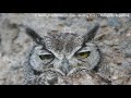 Magellanic Horned Owl (Bubo Magellanicus). Birding Tours in Puerto Madryn, Patagonia Argentina
