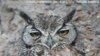Magellanic Horned Owl (Bubo Magellanicus). Birding Tours in Puerto Madryn, Patagonia Argentina