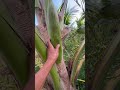 #fruit #farming