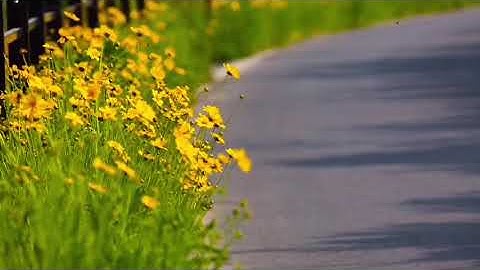 1 HOUR MEDITATION - FLOWERS BLOWING IN THE WIND | HUMMINGBIRD 365 #Calm