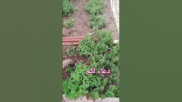 دعاء لكم #دعاء #explore #اكسبلور #nature #flowers #garden #quran#تلاوة_خاشعة #قرآن#قران_كريم #لايك