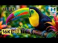 Earth's Most Beautiful Animals & Nature | 16K Dolby Vision HDR 120fps (8K/4K Ultra HD TV)
