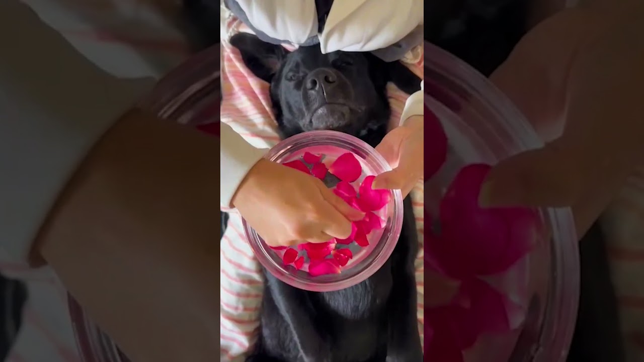 Dog Mom Gives Elaborate Spa Treatments To Her Black Lab | The Dodo