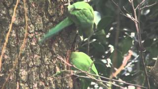 Ring-necked Parakeets