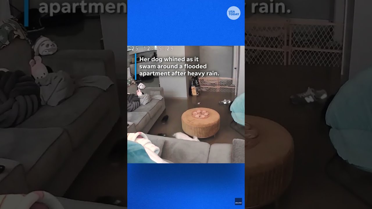 Dramatic Video Shows Dog Swimming In Rising Waters Inside Flooded Apartment Shorts