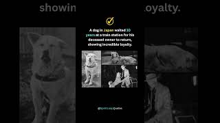 The Dog Who Waited 10 Years for His Owner  #Hachiko #AnimalLove #LoyalDog #JapanFacts#HeartTouching