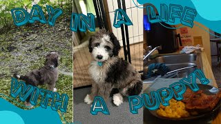 DAY IN MY LIFE WITH A PUPPY | ft. bernedoodle puppy, training come, and what I do in a day