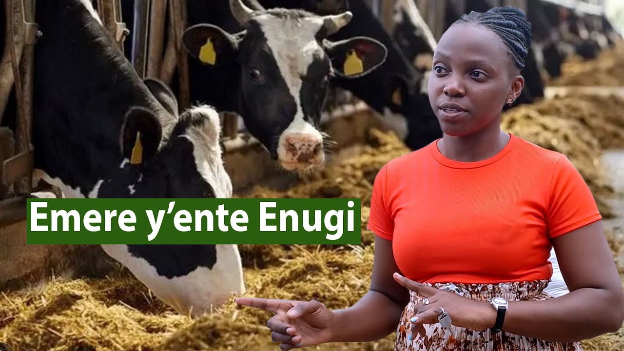 Emere yente ne ba Fodderman feeds