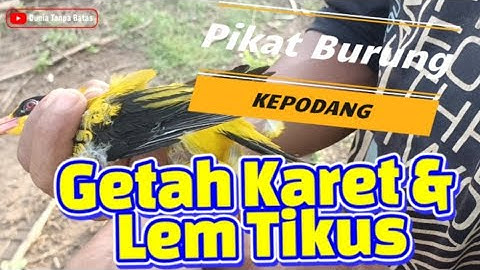 Cara PIKAT BURUNG KEPODANG MENGGUNAKAN GETAH KARET & Lem TIKUS #pikatanburung #kepodanglokal