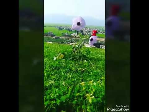 ابو عادل ابن سهل الغاب 3