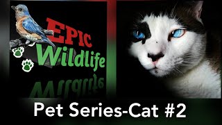 Pet Series | Cat-2 | Epic Wildlife| #25