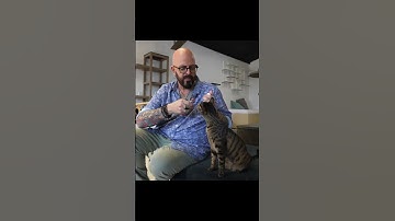 THIS is how you clicker train a cat! #shorts