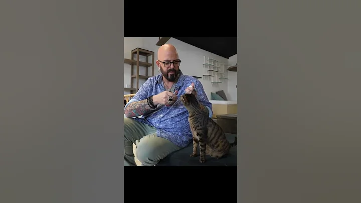 THIS is how you clicker train a cat! #shorts