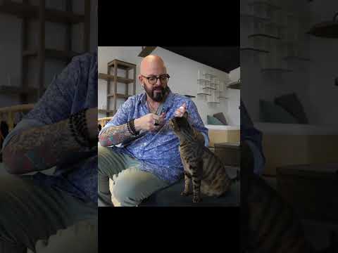 Video: 3 manieren om een kat op de juiste manier vast te houden