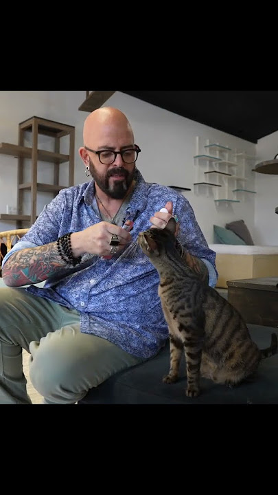 THIS is how you clicker train a cat! #shorts