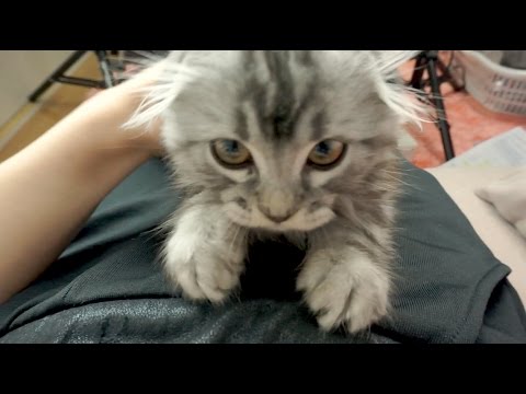 MEET MY CAT MARO! :D 新しい猫ちゃんのマロです♡