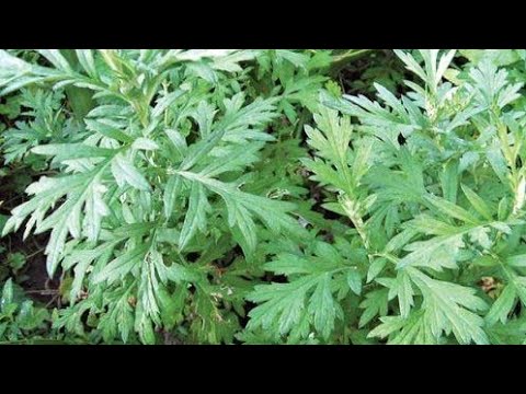 Artemisia vulgaris / Medicinal Plants And Their Uses | IU ...