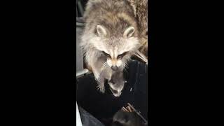 Most amazing footage of nursing baby raccoons, but wait till you see what mother does with one baby!