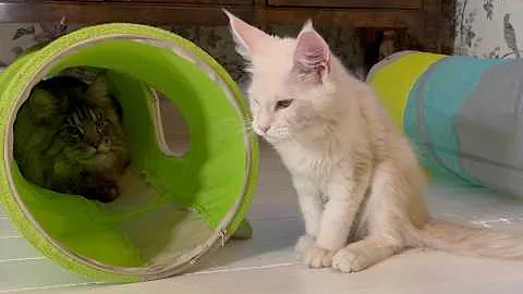 Video 11396701: fluffy maine coon, maine coon playing